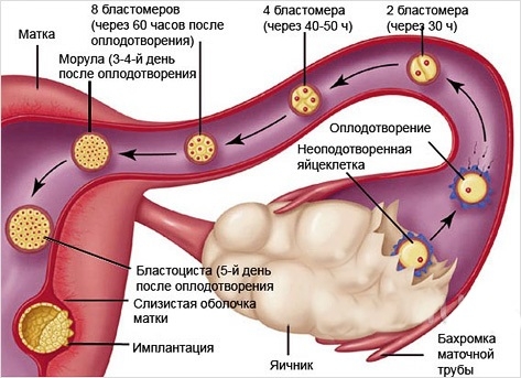 овуляция и оплодотворение