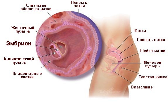 Изменения в организме женщины на 3 неделе беременности