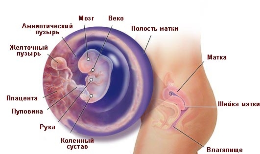 организм женщины на 7 неделе беременности