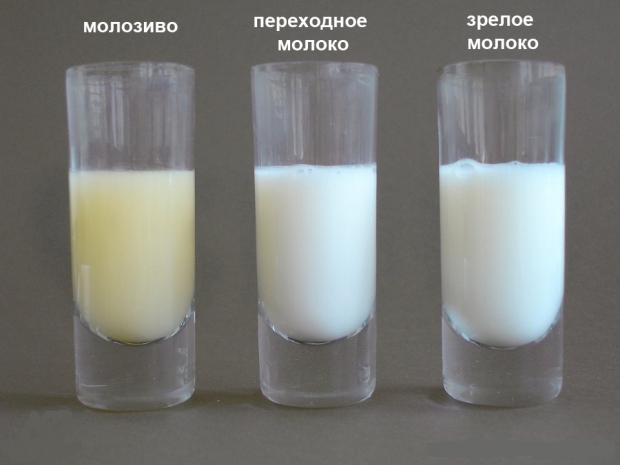 виды грудного молока