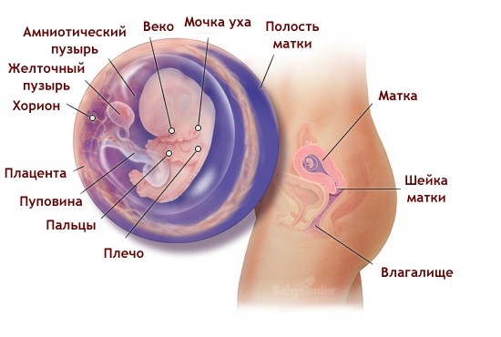 Что происходит в организме женщины на 8 неделе беременности