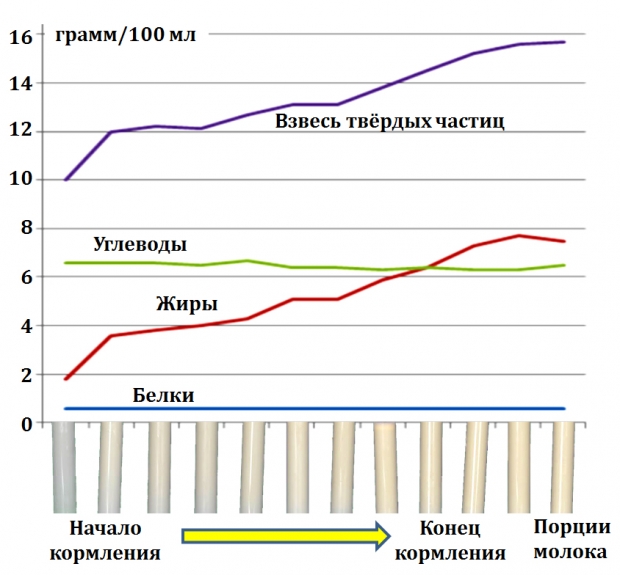 переднее и заднее молоко