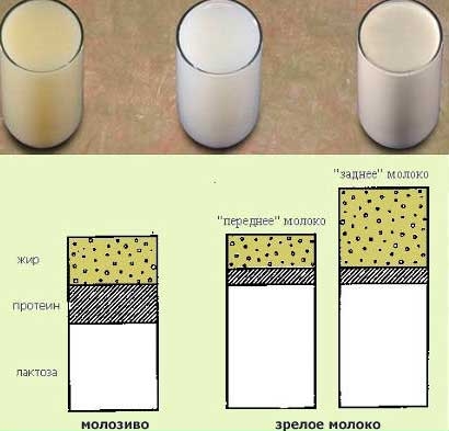Цвет грудного молока фото