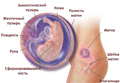 Что происходит в организме женщины на 10 неделе беременности