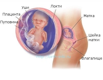 Организм будущей мамы на 16 неделе беременности