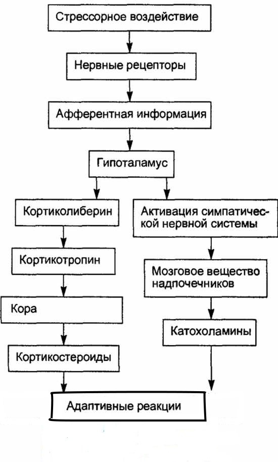 Как развивается стресс в организме беременной женщины с точки зрения эндокринной системы