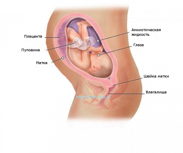 Что происходит в организме женщины на 29 неделе беременности