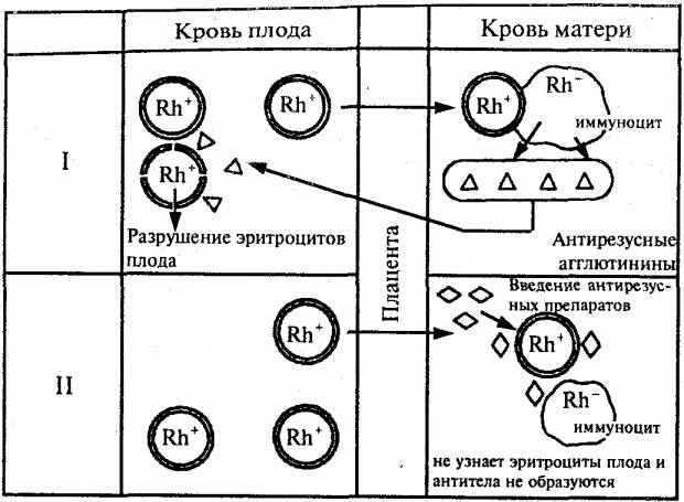 Профилактика резус-конфликта