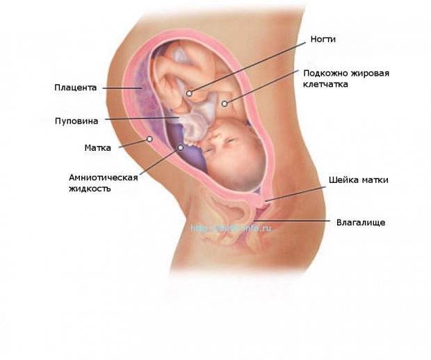 Что происходит в организме женщины на 34 неделе беременности