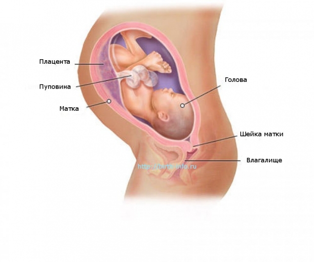 Что происходит в организме женщины на 35 неделе беременности