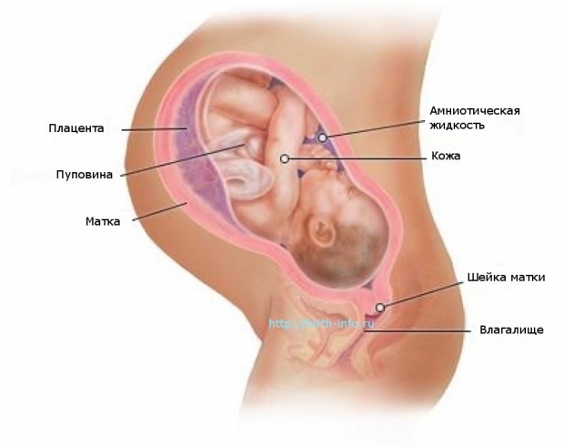 Что происходит в организме женщины на 40 неделе беременности
