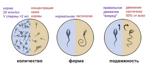 анализы при планировании беременности для мужчин