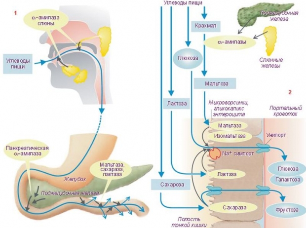 пищеварительные ферменты