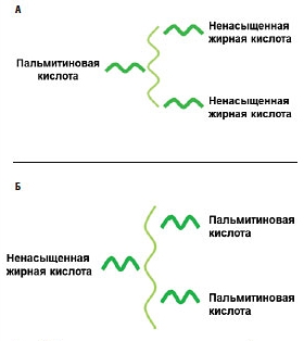 Строение молекул триглицеридов в пальмовом масле и грудном молоке