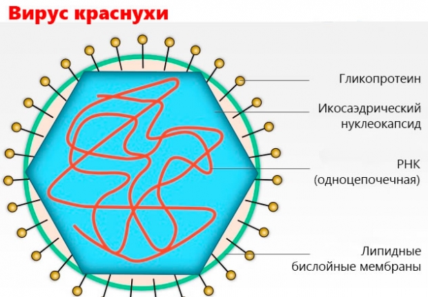 вирус краснухи