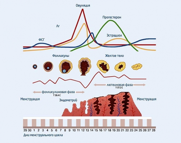 Биохимическая беременность – что это такое
