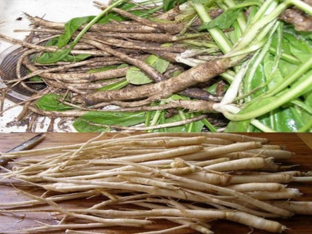 Как заготовить цикорий самостоятельно