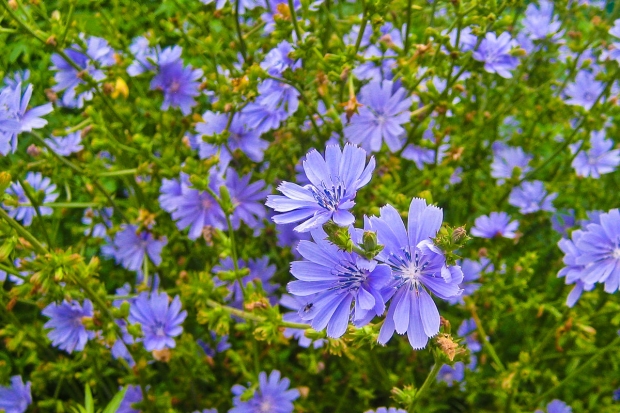 цикорий описание