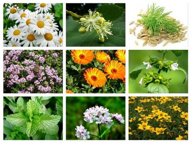 Какие успокоительные травы можно ребенку по возрасту